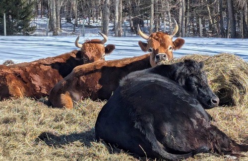 Parksville RV Rental | Giant Bell Tent on Working Ranch