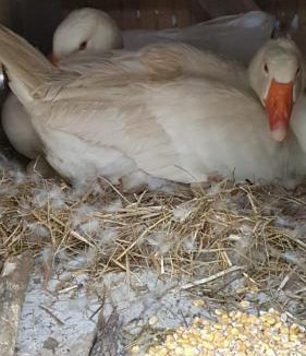 Saint-Aubin-de-Nabirat House | Gite 4 personnes