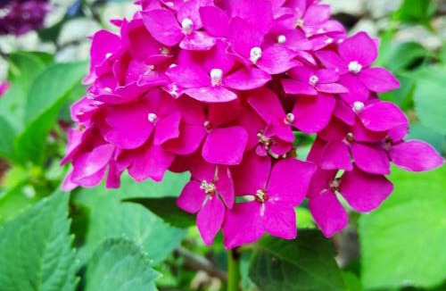 Saint-Julien-Vocance Apartment | GITE ASINA chez GITE QUE CANTA