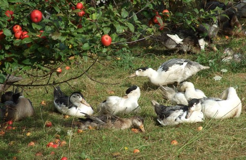 Bert Cottage | Gite Bert, 5 bedrooms, 14 persons