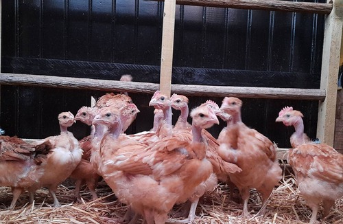 Celon Cottage | Gite Celon, 3 bedrooms, 6 persons