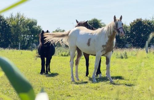 Saint-Brieuc-de-Mauron House | Gite Chez Léa