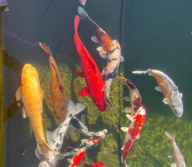 Molamboz House | Gite Du Poisson Rouge