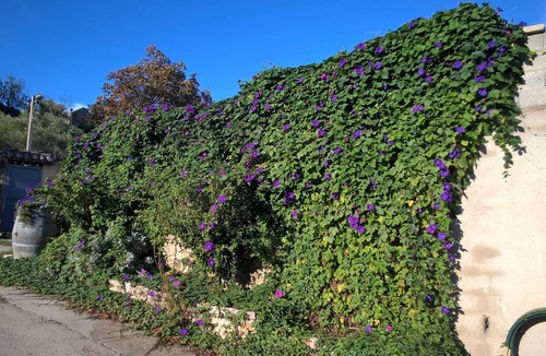 Laurens Apartment | Gite for 4 people in Languedoc with shady garden and swimming pool