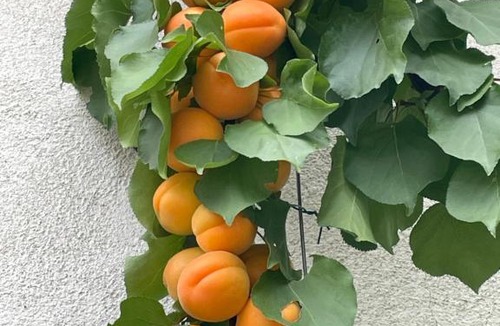 Rille Apartment | gite