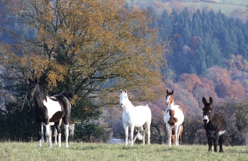 Sainte-Juliette-sur-Viaur Cottage | Gite 1 at Gary's equestrian farm