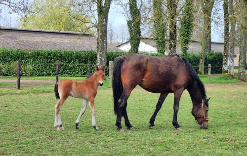 Formerie House | Gite Haras du Bois de Formerie