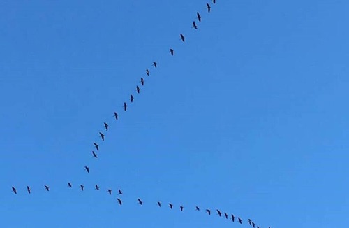 Belin-Beliet House | - Gite Heron -