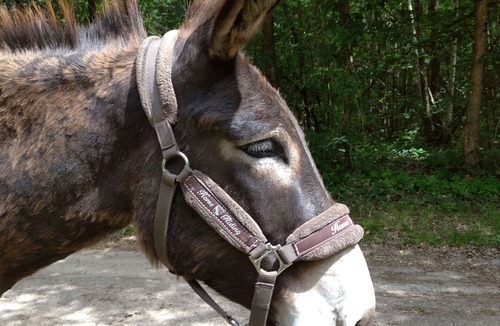Ingrannes Apartment | Gite les Anes de Medeina