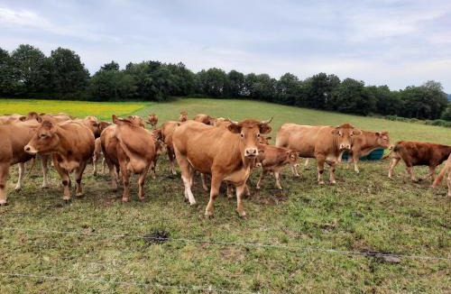 Chateauponsac House | Gite No 16