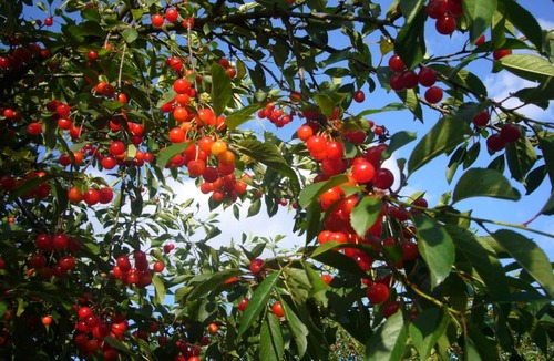 Les Bucherons Cottage | Gite Orbigny, 3 bedrooms, 8 persons