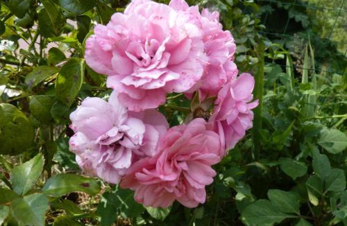 Plouegat-Moysan House | Gites de la Haie