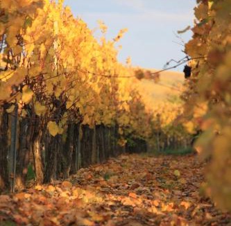 Dangolsheim Apartment | Gites des Dix Vins