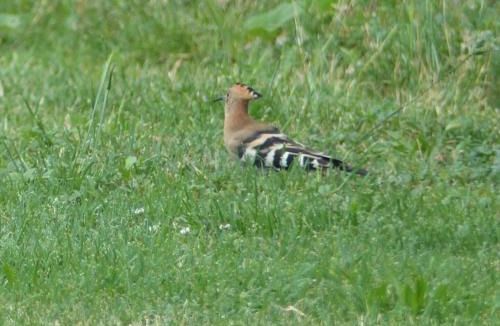 Canens House | Gites Souleilla de la Nine