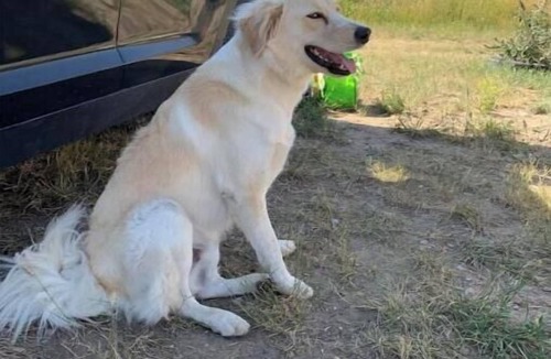 Sweet Grass County House | Glacier, chill out in this cool camper!