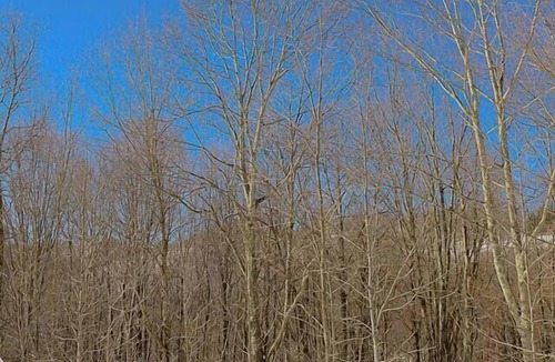 Edray House | Glamping Dome #3 in Snowshoe WV