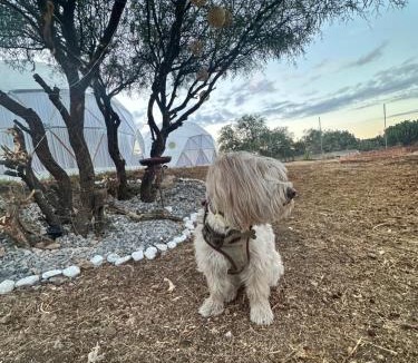 Centro Other | Glamping