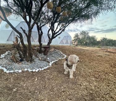 Centro Other | Glamping