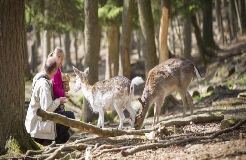 Signy-lAbbaye Apartment | Glamping Stay in the Ardennes