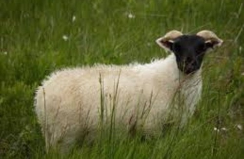 Baddaginnie Cottage | Glen Falloch Farmstay BnB Benalla