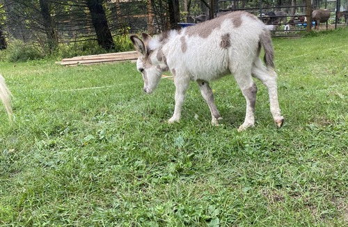 Walworth Apartment | Goat Crazy Homestead