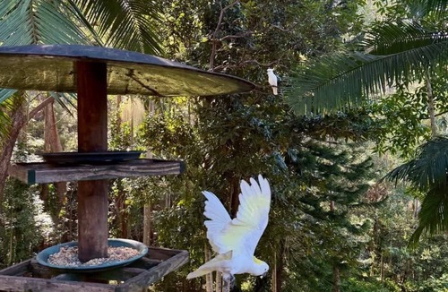 Bonogin House | Gold Coast Pet-friendly Nature House