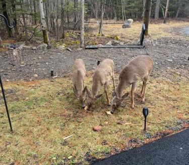 Tobyhanna Villa | Golden Deer Lodge