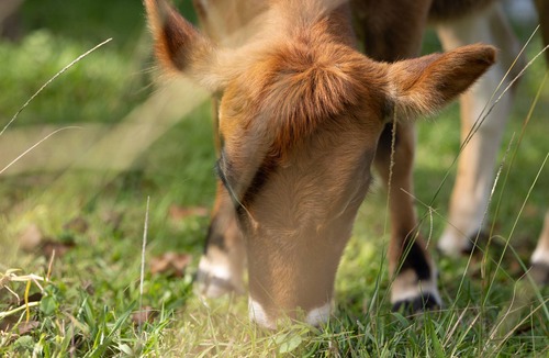 Honokaa House | Gorgeous Octagon - surrounded by forrest and mini cows!