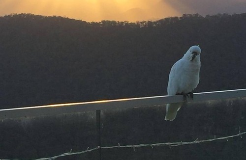 Mount Victoria House | Graceland Mount Victoria