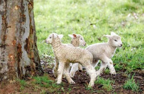 Main Ridge Apartment | Gracie's Lane Villa 1