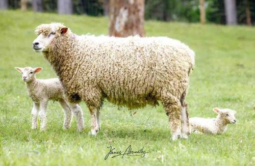 Main Ridge Apartment | Gracie's Lane Villa 2