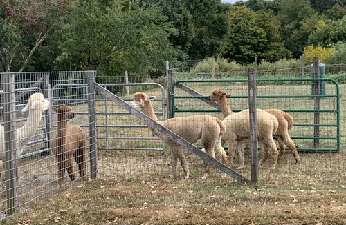 Bozrah House | Gracious, comfy, 1800’s Full Farmhouse