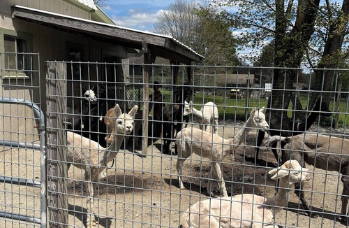 Bozrah House | Gracious, comfy, 1800’s Full Farmhouse