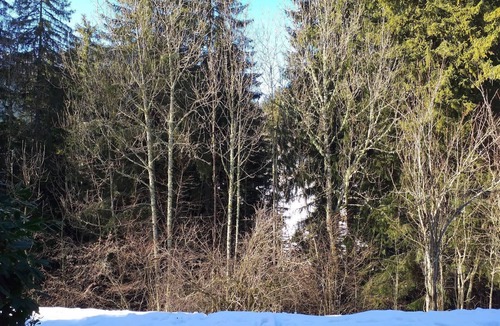 Saint-Pierre-de-Chartreuse Apartment | Grand studio à l'orée du bois en chartreuse