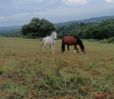 Laguian-Mazous House | Grand espace 140m2 dans ferme familiale