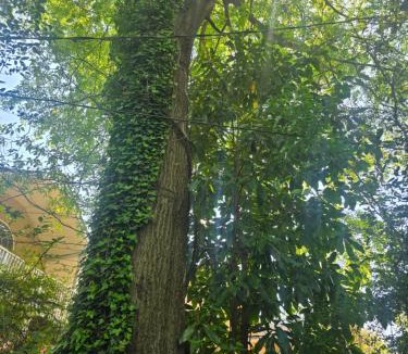 Atlanta Hostel | Grateful Hemphill B