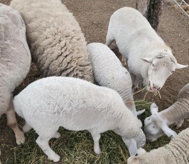 Greenvale Other | Green heavan