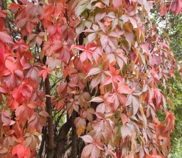 Greenvale Other | Green heavan