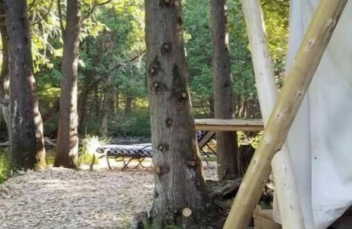 Chatsworth Cabin | Greyridge Glamping Resort (ALL)nn