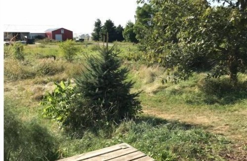 Grinnell House | Grinnell Heritage Tiny House - On Organic Farm