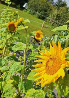 Mandoe Bed & Breakfast | Groennebaek Bed and Breakfast