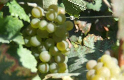 Chagny Hotel | Hôtel de la Poste