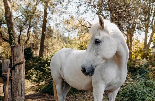 Juvignac Hotel | Hôtel Domaine de Biar