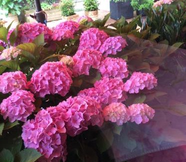 Gournay-en-Bray Hotel | Hôtel le cygne