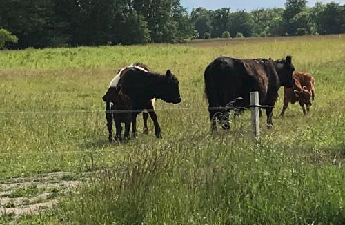 Roneklint House | Hønsehuset