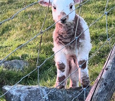Dinas Other | Hafod tŷ newydd wild camping