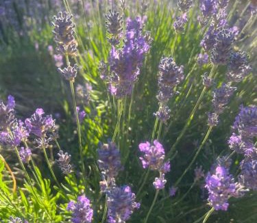 Tourouvre-au-Perche Bed & Breakfast | Halte dans le Perche - 3 route de la Saussaie - BUBETRÉ