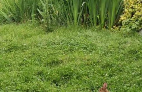 Halifax County Apartment | Happy Moose Guest Suite