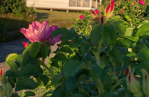 South Addison House | Harbor House