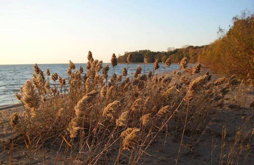 Kingsville Cottage | Harmony House on South Bay, Pelee Island